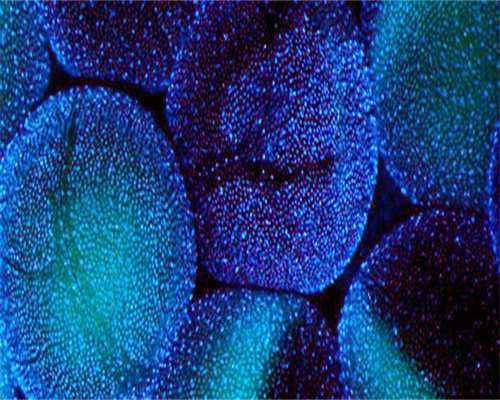 促排周期注意事项