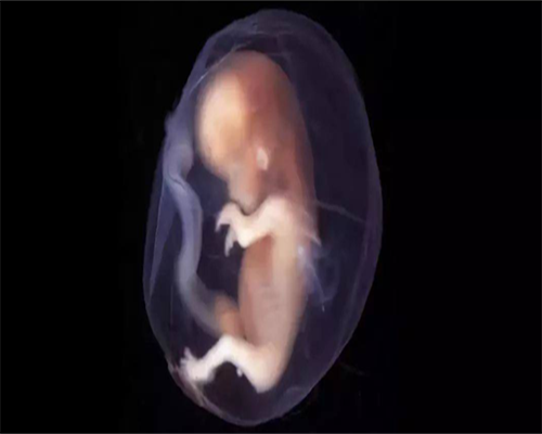 国内代生多少费用-哪里可以找到代孕妈妈,试管进周前做ivf卵泡监测