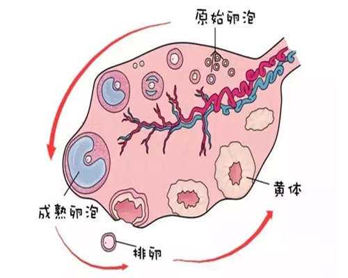 广州做第三代试管供卵贵吗流程